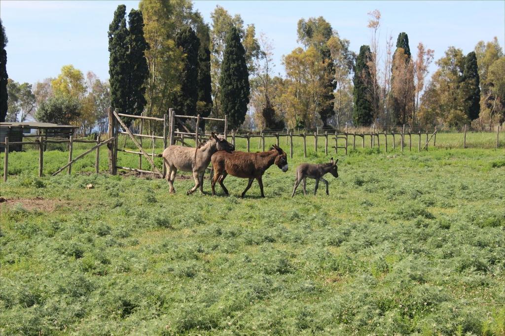Podere Del Gesso Tarquinia Ngoại thất bức ảnh