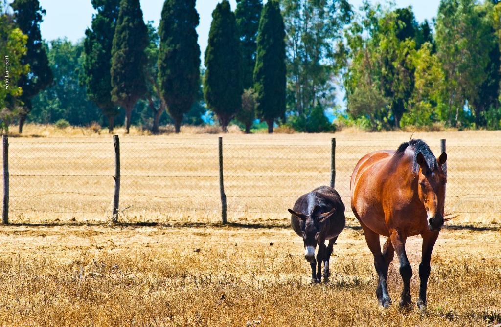 Podere Del Gesso Tarquinia Ngoại thất bức ảnh